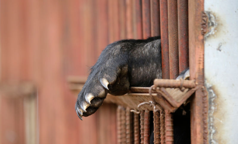 Illustration for article titled Por qué es tan grave que la OMS respalde la medicina tradicional china: las pseudoterapias que acaban con miles de animales muertos